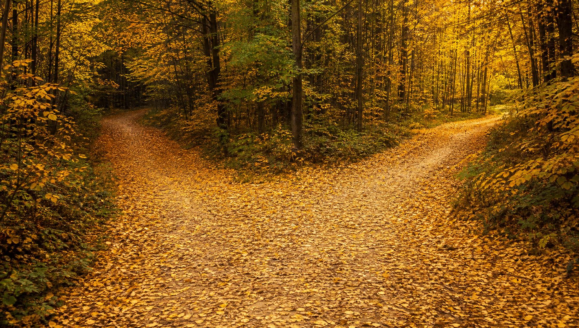 A single path covered in golden leaves diverging into two directions through an autumn forest
